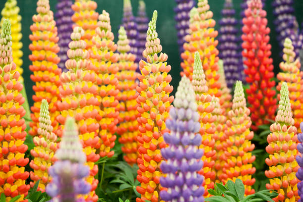 Lupin Spires "A bed of majestic Lupin spires in perfect condition, including the purple Persian Slipper, the vibrant bi-colour orange and yellow Gladiator, the mauve Pen and Ink in the foreground. Lupins, however beautiful, are toxic if eaten." lupine flower stock pictures, royalty-free photos & images