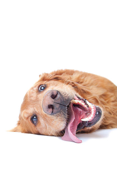 istock Golden Retriever licking floor 184144929
