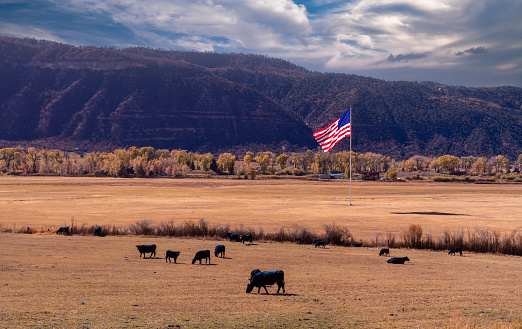 Cows out to pasture with an United States Flag and mountains in the background.