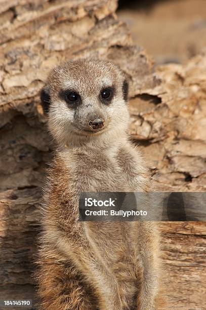 Meercat - Fotografie stock e altre immagini di Africa - Africa, Africa meridionale, Allerta