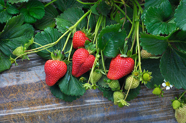 nahaufnahme von ripening strawberies on the vine - strawberry vine stock-fotos und bilder