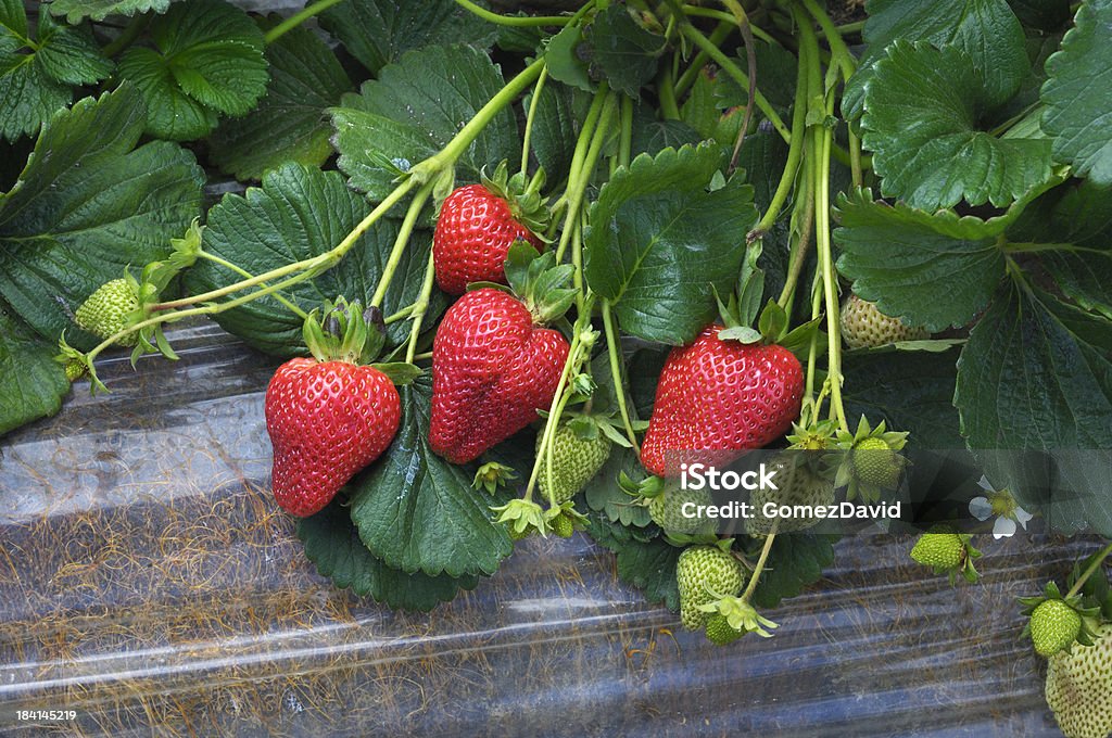 Close-up of Ripening Strawberies на Vine - Стоковые фото Клубника роялти-фри