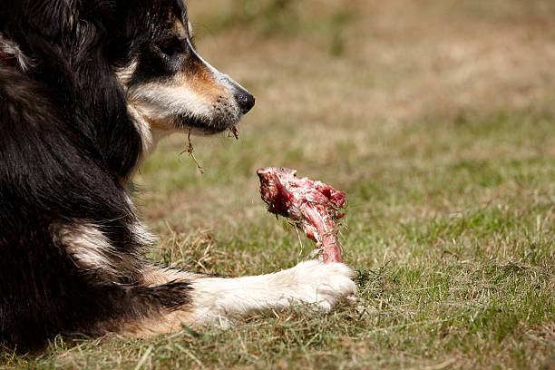 Border collie gnawing on raw meat bone Border collie gnawing on raw meat bone dog food meat stock pictures, royalty-free photos & images