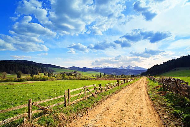 Country landscape - road between green fields stock photo