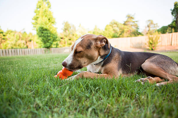 Cute dog of mixed breed joyfully playing and digging hole in ground in public park on a sunny day in nature