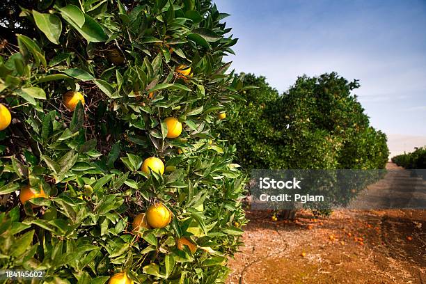 Dojrzałe Owoce Cytrusowe Grove - zdjęcia stockowe i więcej obrazów Dojrzały - Dojrzały, Fotografika, Gaj