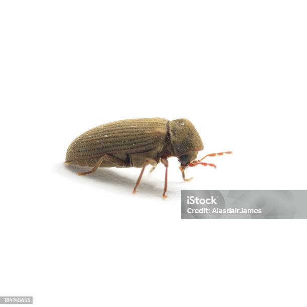 Woodworm Käfer Stockfoto und mehr Bilder von Holzwurm - Holzwurm, Käfer, Aufnahme von unten