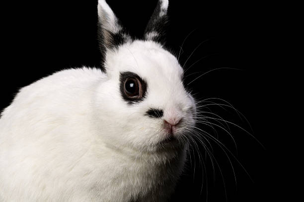 coelho anão hotot olhando para a câmera. - dwarf lop eared rabbit pets rabbit isolated - fotografias e filmes do acervo