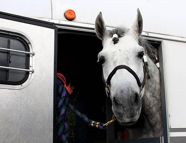 말 in 트레일러 - horse stallion andalusia white 뉴스 사진 이미지