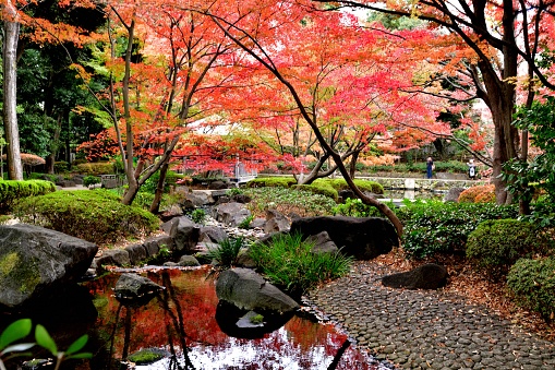Tree sourround a pond at a Japanese garden in Seattle, Washington.