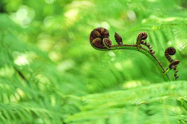 fern frong unfurling - fern spiral frond green imagens e fotografias de stock