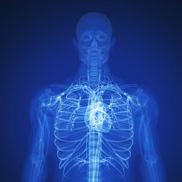 serce człowieka - human heart x ray image anatomy human internal organ zdjęcia i obrazy z banku zdjęć