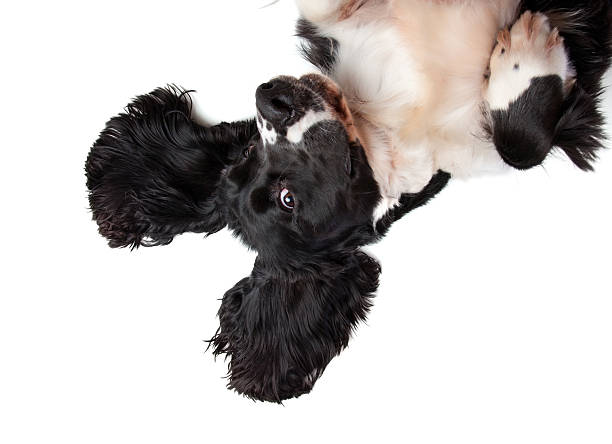 English Springer Spaniel eyeing the camera Adorable black and white English Springer Spaniel laying on his back looking up at the camera. White background. Room for Copy. Selective Focus.Interested in more dog shots...click the link below. lying on back stock pictures, royalty-free photos & images