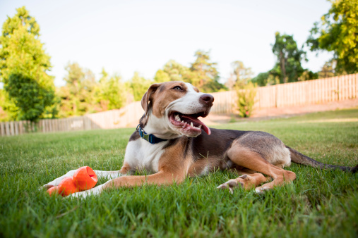 Dog laying in the grass with his mouth open and tongue hanging out. Happy to be outside playing with his toy.