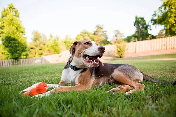 Photo of happy dog with his toy