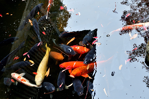 colorful Japanese carp in a shallow pond