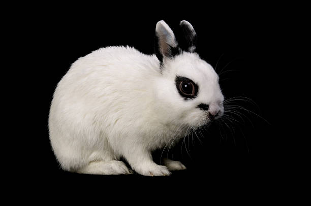istock Dwarf Hotot bunny isolated on black. 184145970