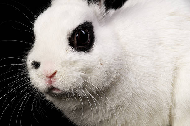 istock Closeup semi-profile of black and white bunny. 184145971