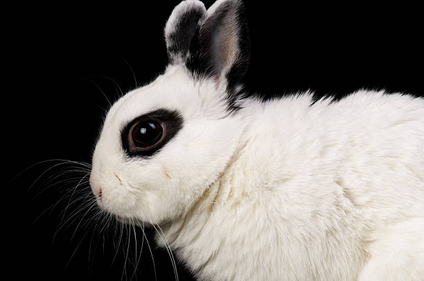 istock Closeup profile of black and white bunny. 184146241