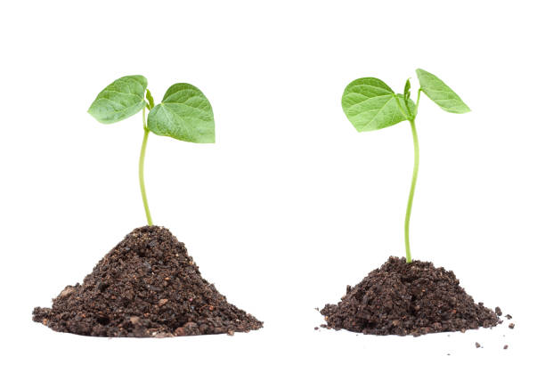 New Life isolated on white background (XXXL) Soybean seedling in soil isolated on white background isolated on white stock pictures, royalty-free photos & images