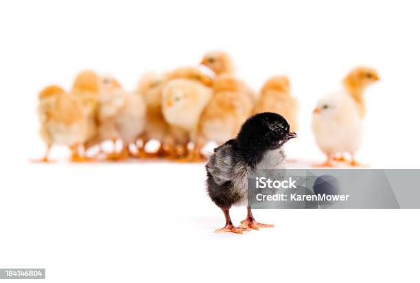 Chicks Stock Photo - Download Image Now - Animal, Baby Chicken, Bird