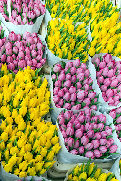 istock Yellow and Pink Tulips 184146814