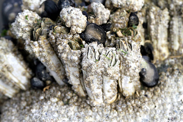 Razor Sharp Barnacles 210+ Sharp Barnacles Stock Photos, Pictures & Royalty-Free Images - iStock