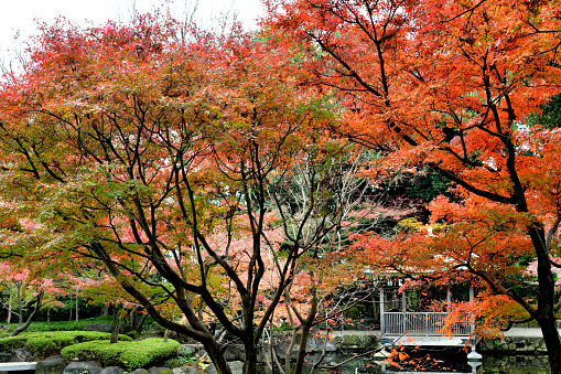 Otaguro Park, a public park in Suginami Ward, is one of the most popular gardens in Tokyo for its autumn leaf color. \nThe site of Otaguro Park was originally the residence of Mr. Motoo Otaguro, a music critic, but it has since been converted to a public park, free of charge, under the management of Suginami Ward Office of Tokyo Metropolitan Government.