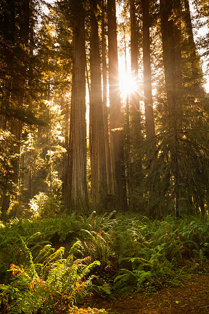 istock Redwood trail through trees in the forest 184147194