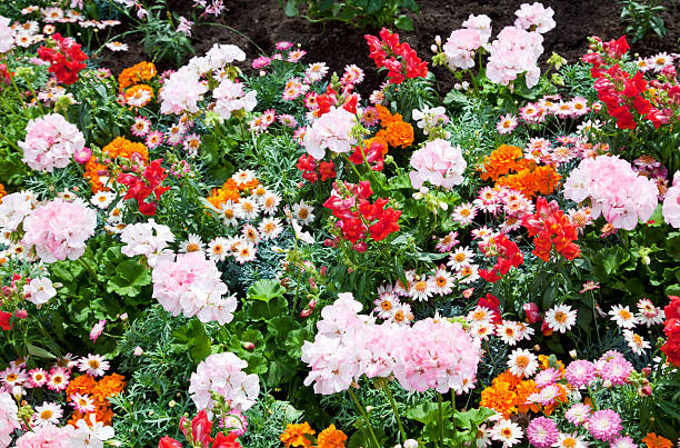 istock Beautiful summer flower bed Kungstr 184147203