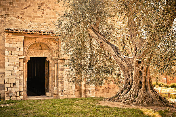 olive tree en la entrada de la iglesia de san antimo, toscana - abbazia di santantimo fotografías e imágenes de stock