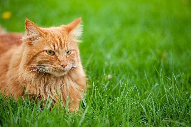 istock Orange Cat in Green Grass 184147496
