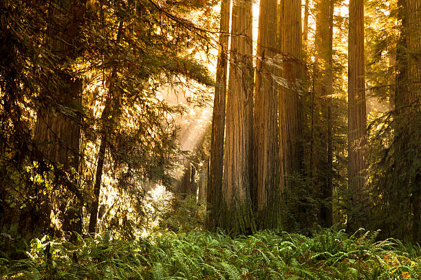 istock Redwood trees in the forest 184147539