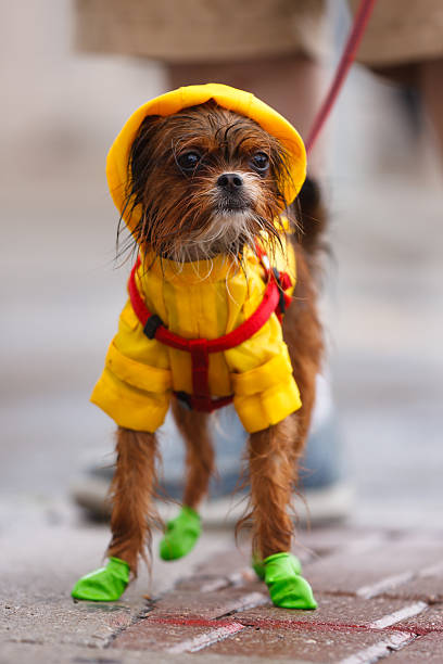 Wet Chihuahua A wet dog wearing a colourful rain gear ugly dog stock pictures, royalty-free photos & images