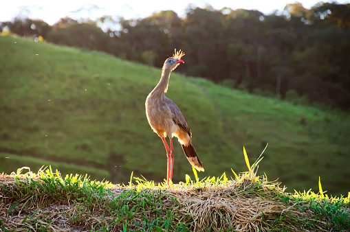 Red-legged seriema, Cariama cristata, Pantanal, Brazil. Typical bird of Brazilian nature. Bird on grass meadow, long red leg. Traveling in South America.