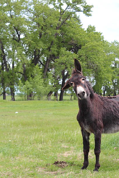 Donkey standing in treed pasture with ears askew