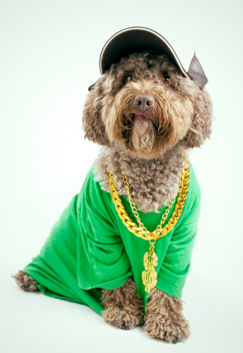 Dog with a cap and golden chain.Dog with a cap and golden chain.