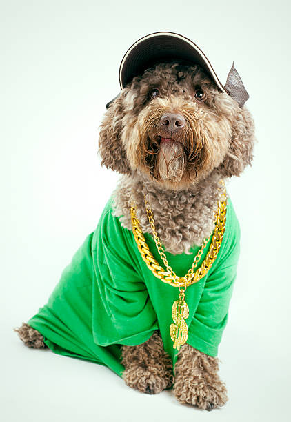 Dog Dog with a cap and golden chain.Dog with a cap and golden chain. pimp hat stock pictures, royalty-free photos & images