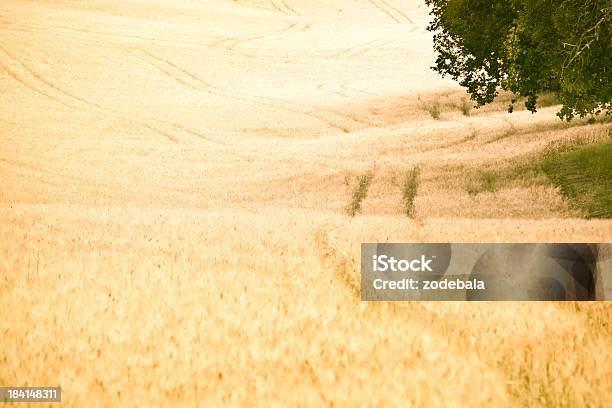Wheat Field Summer Landscape Stock Photo - Download Image Now - Agricultural Field, Agriculture, Cereal Plant