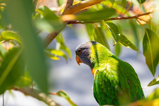 A pair of Rainbow Lorikeets perched in a She-oak