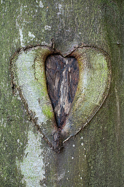 istock Nature Heart XXXL 184148771
