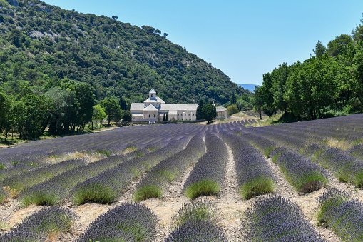 Cistercian Senanque Abbey with lavender field, in Gordes, Vaucluse, Provence, Provence-Alpes-Cote d'Azur, France