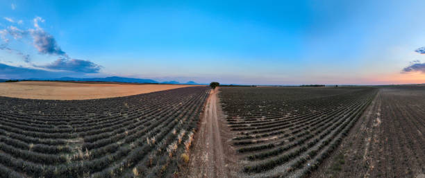istock Lavender Field - Brunet, France 1841500928