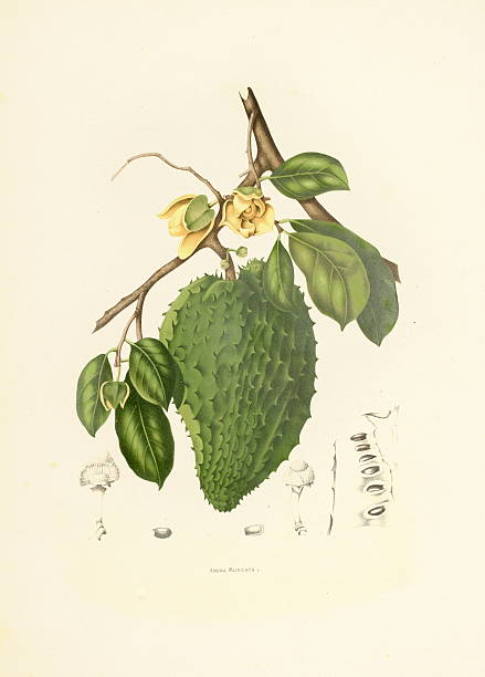 soursop/античный plant иллюстрации - berthe hoola van nooten stock illustrations