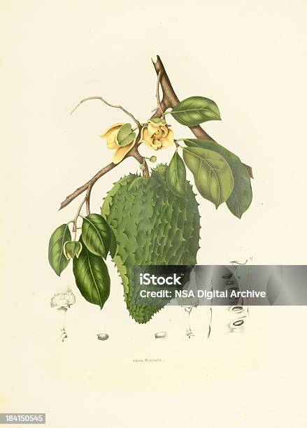Soursop Antique Plant Illustrations Stock Illustration - Download Image Now - Botany, Soursop, Illustration