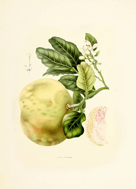 помело/античный plant иллюстрации - berthe hoola van nooten stock illustrations