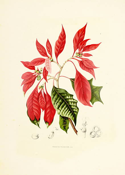 пуансеттия/античный plant иллюстрации - berthe hoola van nooten stock illustrations