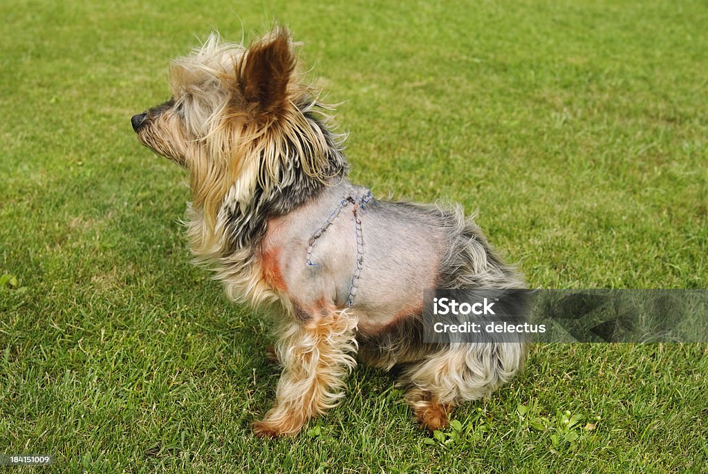 bite wounds Yorkshire terrier with a large bite wounds. Dog Stock Photo