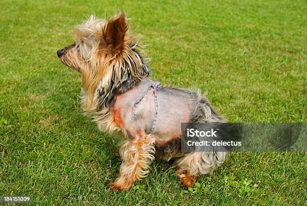 Bite Wounds Stock Photo - Download Image Now - Dog, Hairless Animal, Animal