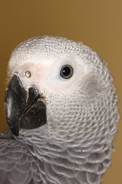 istock Closeup headshot of an African Grey Parot 184151021
